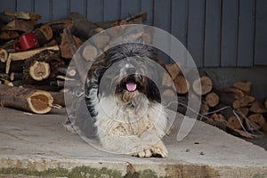 Dog at the countryside