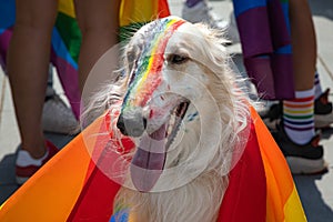 Dog covered with rainbow flag at the event. Gay flag painted on dogs nose during celebration supporting LGBT community rights