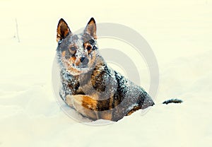 Dog covered with snow