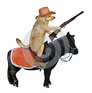 Dog cowboy on the black horse