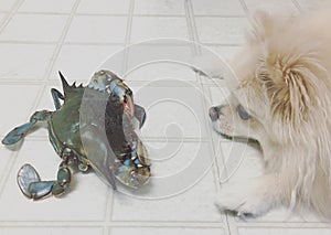Dog and Crab