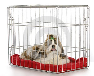 Dog in a crate photo