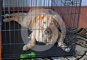 Golden Retriever Dog in Crate photo