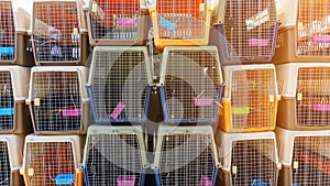 Dog crates carrying for dogs and cats to be loaded into a plane. Portable plastic animal cage travel box. Travel transportation, v