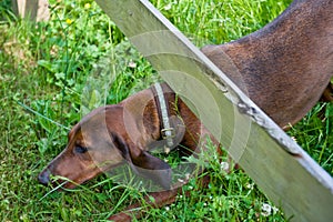 Dog crawling under fence