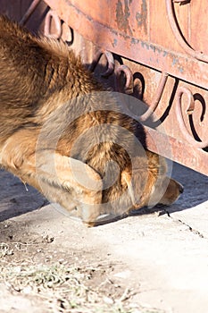 Dog crawls under the fence