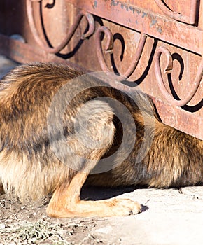 Dog crawls under the fence