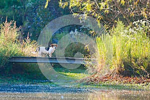 A dog crosses a bridge over a swamp