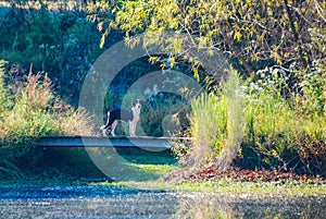 A dog crosses a bridge over a swamp