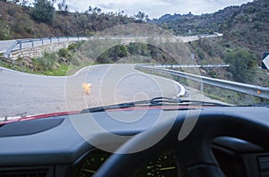 Dog crossing by narrow mountain curvy road