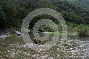 Dog crossing Rio Pilon in the City of Monterrey