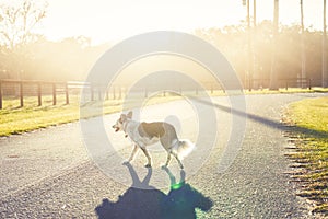 Dog crossing road