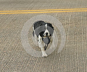 Dog crossing road carrying leash