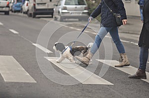 Dog crossing the street