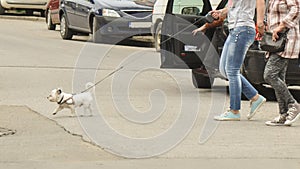 Dog crossing the street