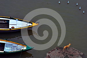 Dog, Crow and seagull