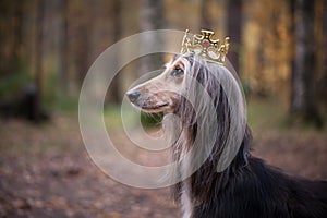 Dog in the crown, afghan hounds