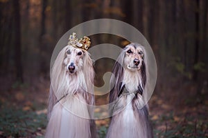 Dog in the crown, afghan hounds , in royal clothes