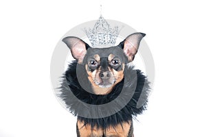 Dog in the crown and a boa, a  king, the prince , Isolated on a white portrait of a stylish dog