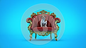 Dog with crown in a chair.