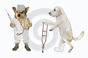 Dog on crutch and vet