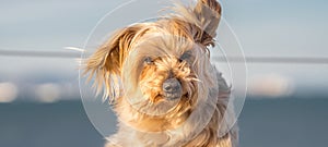 Dog with curiosity expression. Doggy nose and snout, Yorkshire Terrier brown