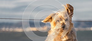 dog with curiosity expression. Doggy nose and snout, Yorkshire Terrier brown