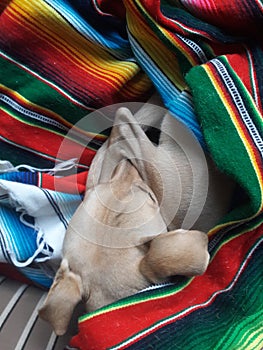 Dog curled up in mexican blanket covering nose with bent leg on a cold morning