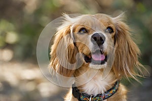 Dog Cute Adorable Pretty Cocker Spaniel Looking Curious and Happy Outdoors Closeup