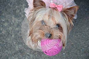 Dog, cute, ball, pink, bow, game, animal, funny, gray