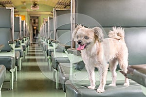 Dog so cute beige color travel by train