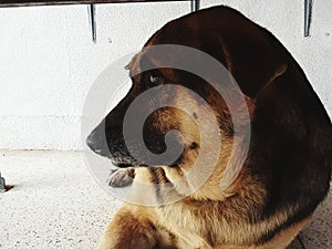 dog cute bigdog animal color white black brown