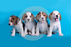 Dog,Cute of Group of beagle puppy sitting and panting,