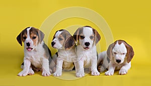 Dog,Cute of Group of beagle puppy sitting and panting