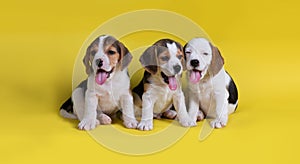 Dog,Cute of Group of beagle puppy