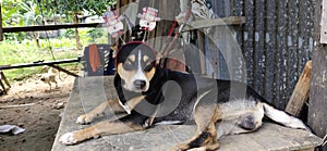 Dog with cute head accesories photo