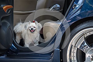 Dog so cute inside a car wait for travel