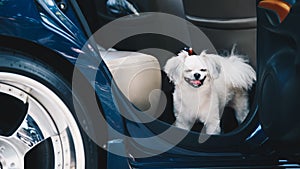 Dog so cute inside a car wait for travel