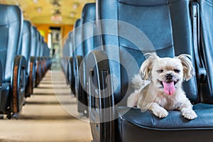 Dog so cute inside a railway train wait for travel