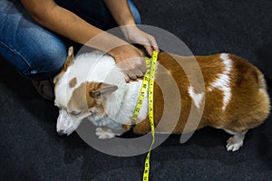 Dog Corgi overweight and fatness with tapeline