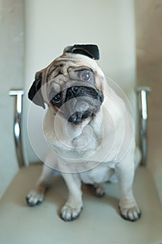 Dog, a cute pug sits on a chair with his head tilted, looking a