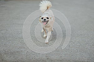 Dog so cute running with happy fun when travel