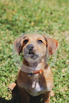 Dog cute sitting on the grass looking at the owner