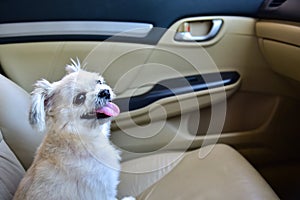 Dog so cute sitting inside a car wait for travel