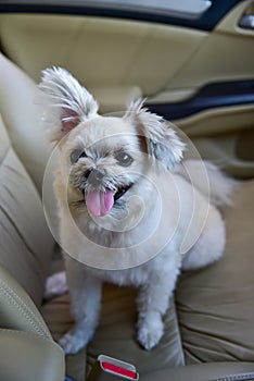 Dog so cute sitting inside a car wait for travel