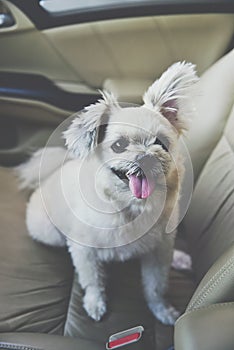 Dog so cute sitting inside a car wait for travel