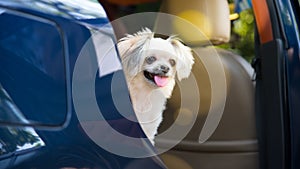 Dog so cute sitting inside a car wait for travel