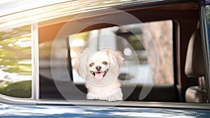 Dog so cute sitting inside a car wait for travel