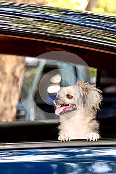 Dog so cute sitting inside a car wait for travel