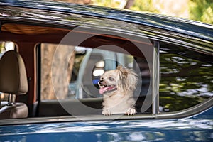 Dog so cute sitting inside a car wait for travel